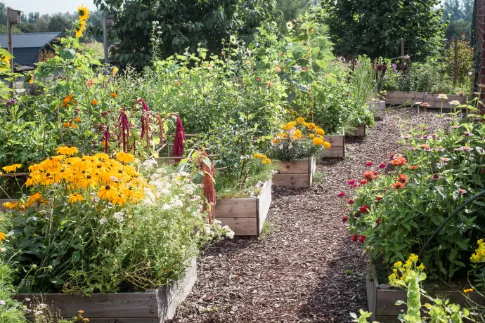pluktuin, bloemen, gifvrij