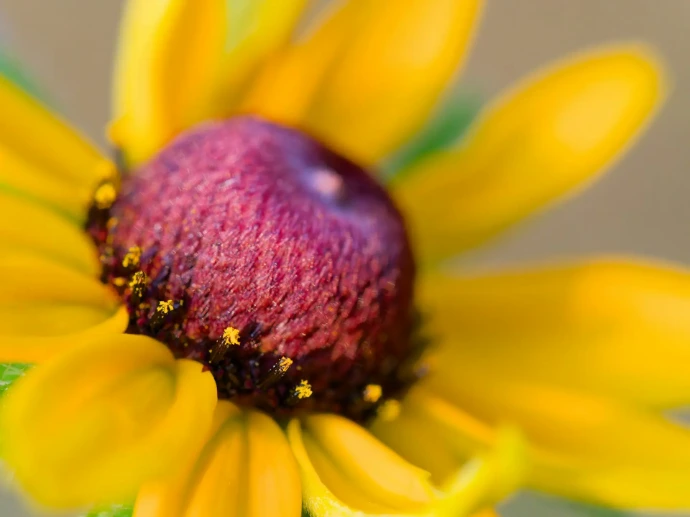 tuinadvies, beplantingsadvies