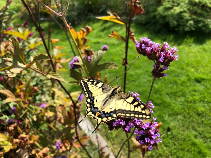 tuinadvies, beplantingsadvies