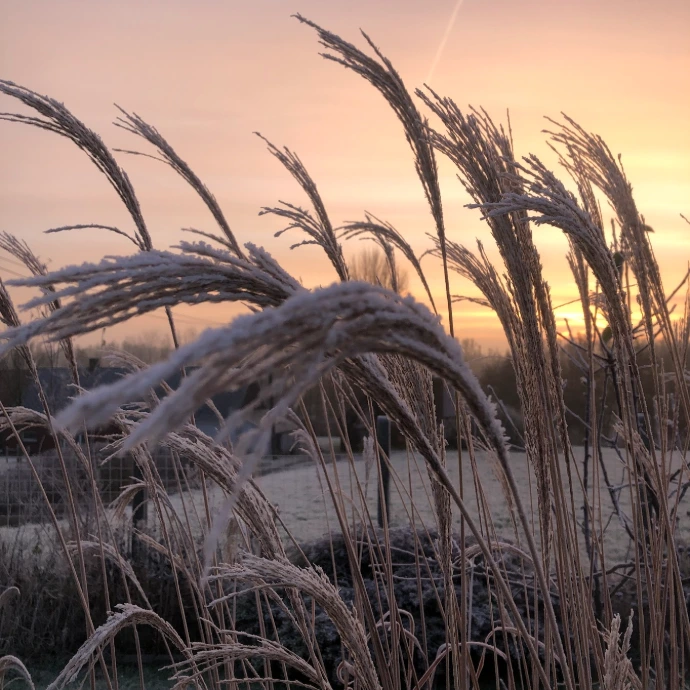 tuinadvies, beplantingsadvies