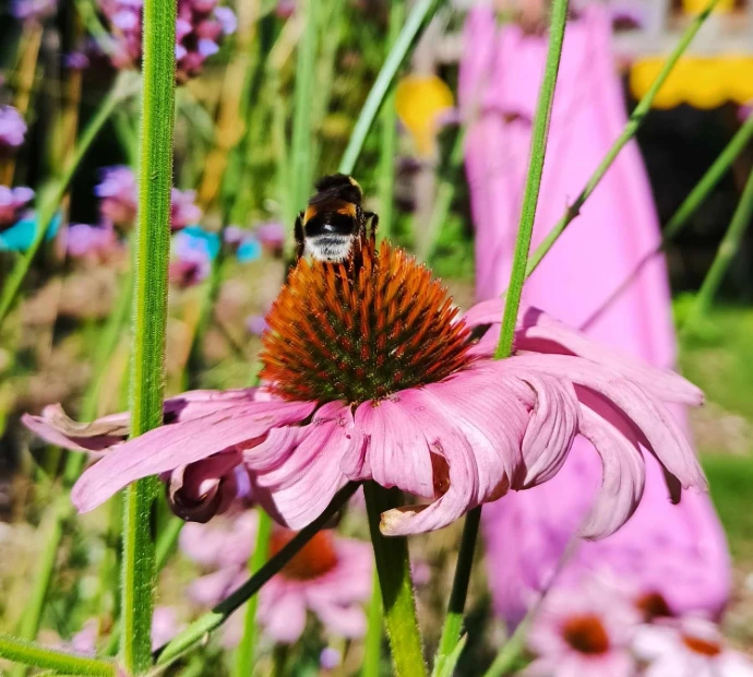 tuinadvies, beplantingsadvies