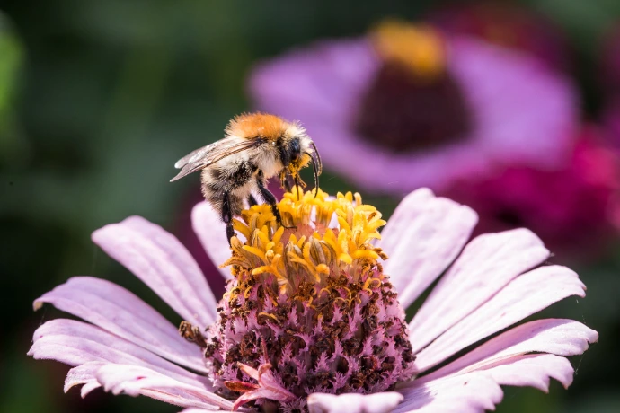 tuinadvies, beplantingsadvies