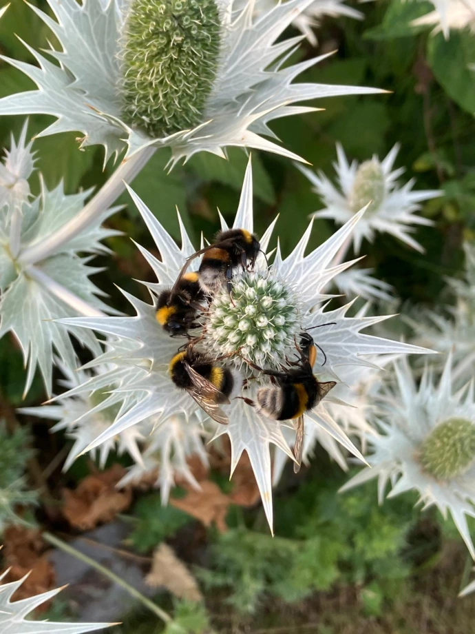 tuinadvies, beplantingsadvies